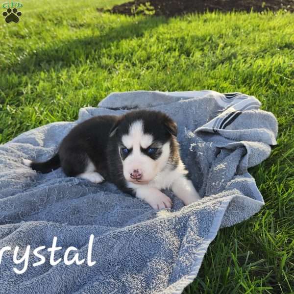 Crystal Siberian Husky Puppy For Sale in Pennsylvania